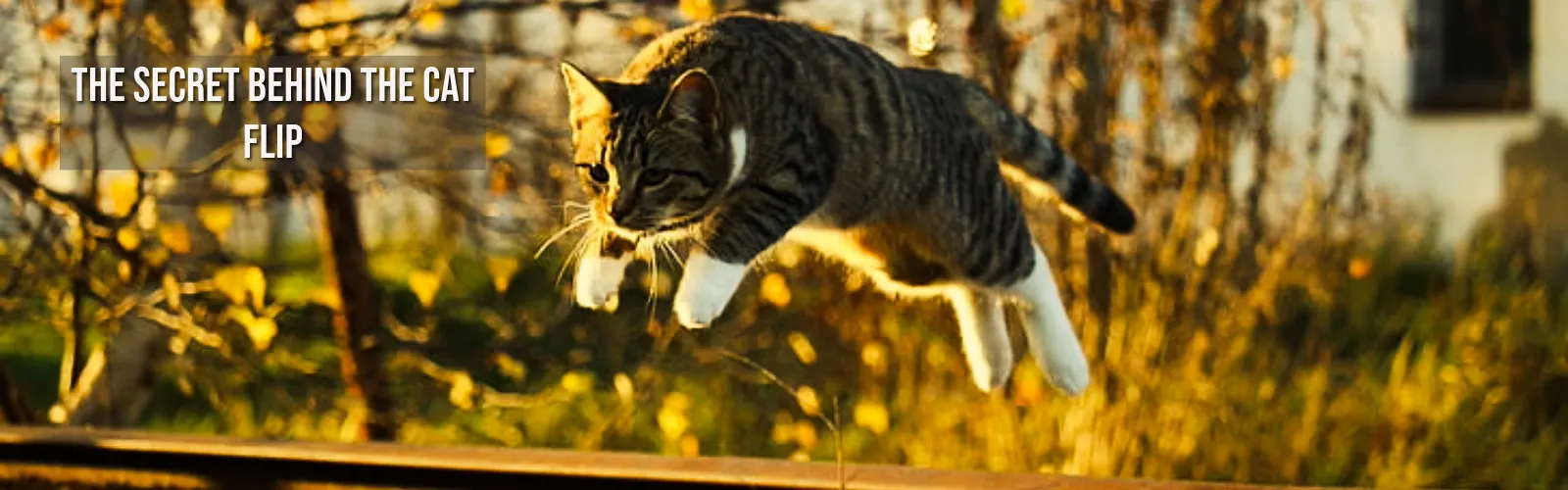Why Cats Always Land on Their Feet