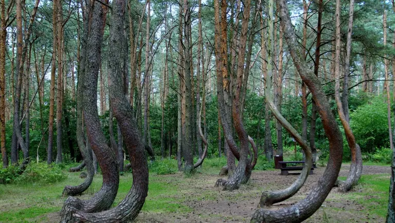 Crooked Forest Poland | Gravity
