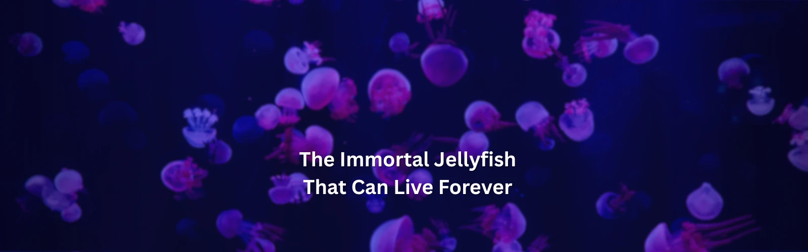 Immortal Jellyfish