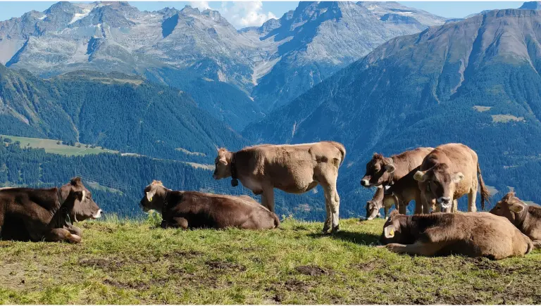 Swiss Cow | Swiss Chocolate