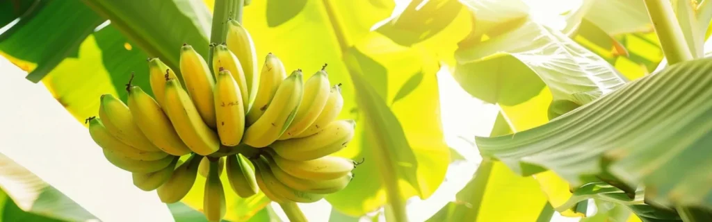 Why Bananas Are Radioactive