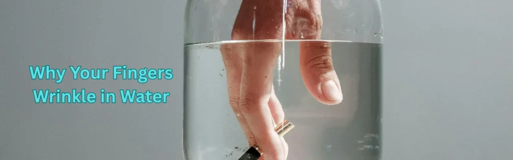 Why Your Fingers Wrinkle in Water