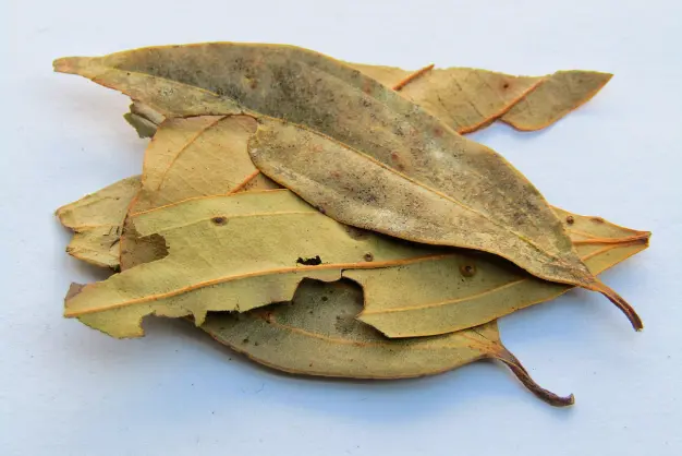 Bay Leaf (Tej Patta) | Indian Spices