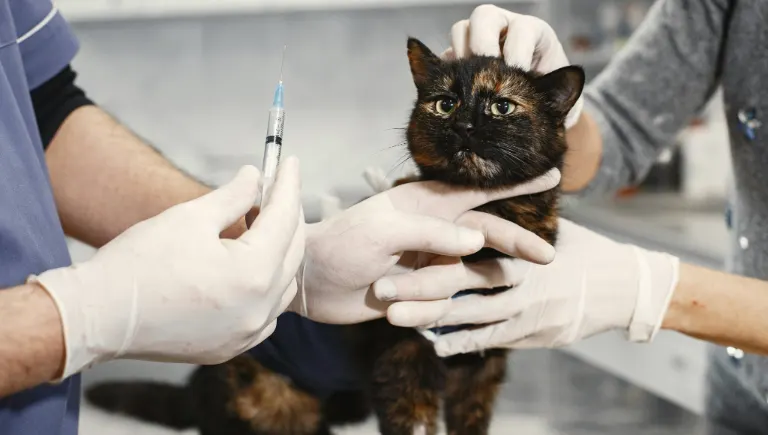 cat at vet | Why Cats Always Land
