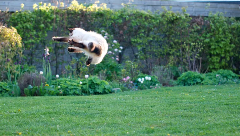 cat mid air | Why Cats Always Land
