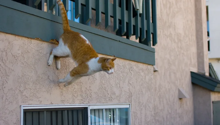 cat safe balcony | Why Cats Always Land
