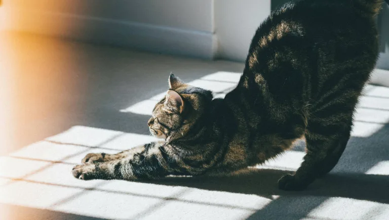 cat spine flexibility | Why Cats Always Land