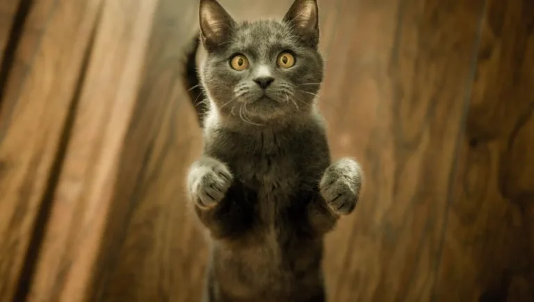 cat standing on hind legs | Why Cats Always Land