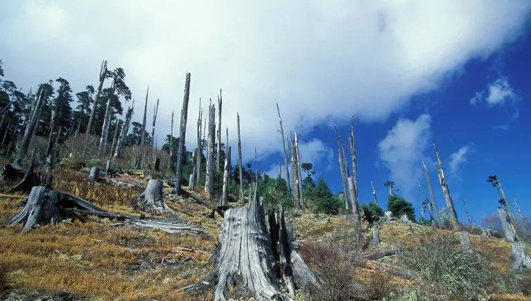 Deforestation | How Trees Communicate