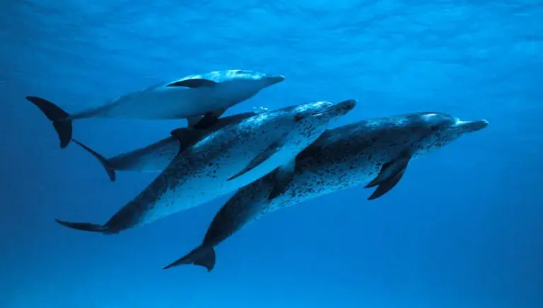 dolphin communication underwater | The Ocean Is Getting Louder