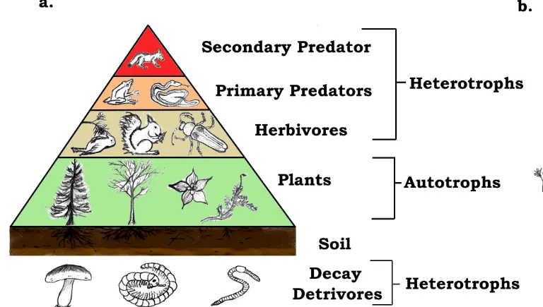 food chain vector | Why Bananas Are Radioactive