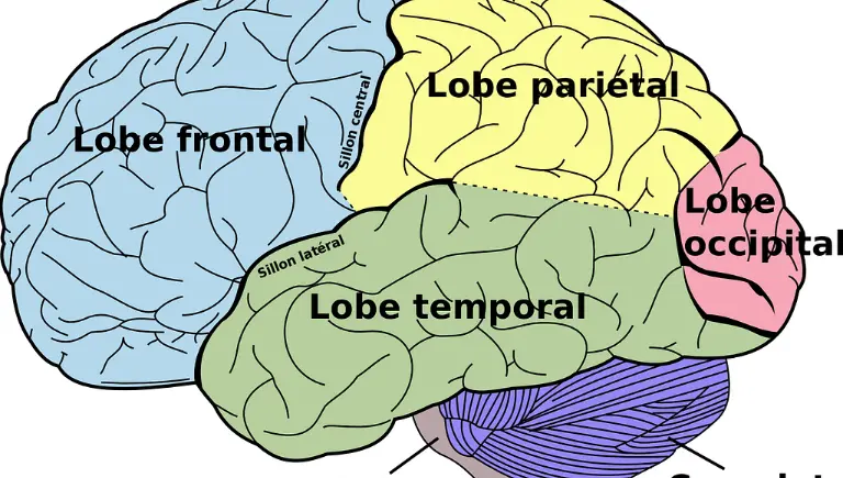 human brain regions labeled | Déjà Vu