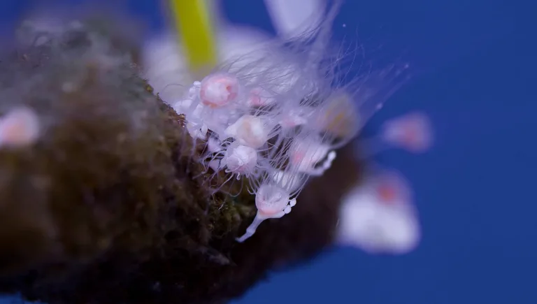 jellyfish polyp microscope | Immortal Jellyfish