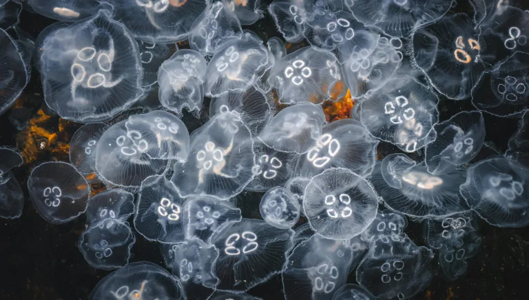 jellyfish swarm ocean | Immortal Jellyfish