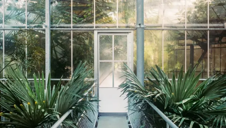 modern greenhouse with plants | How Plants Can Hear and Respond to Sounds