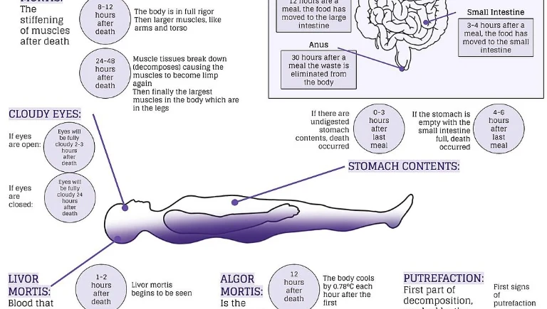 stages of human decomposition infographic | Buried in a Coffin