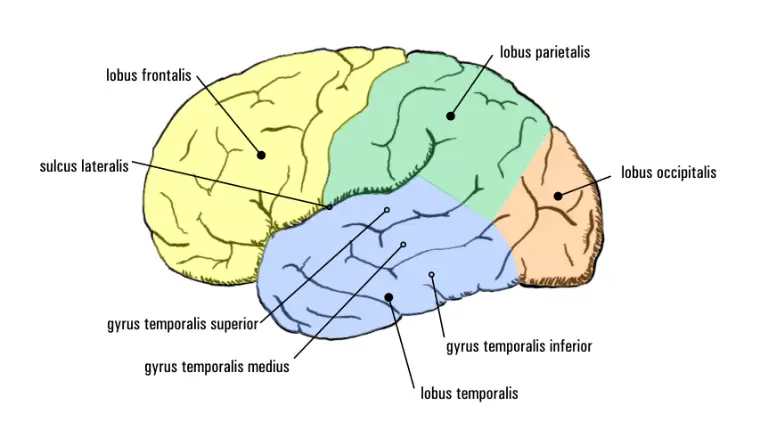temporal lobe epilepsy brain diagram | Déjà Vu