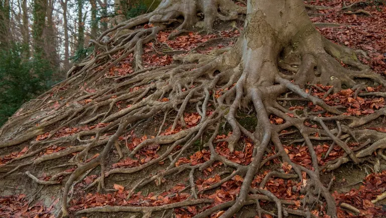tree root system | How Trees Communicate