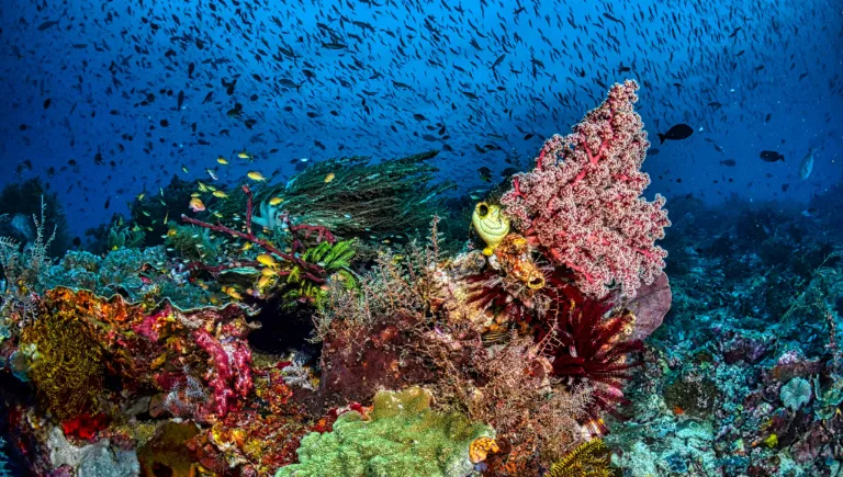 underwater marine ecosystem healthy | Immortal Jellyfish