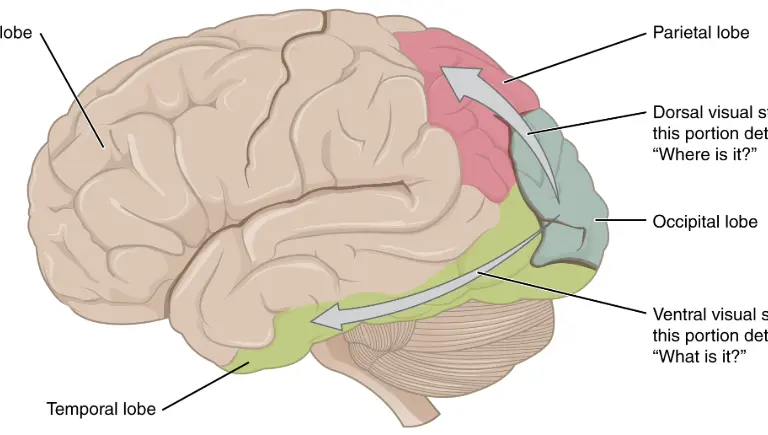 visual perception brain diagram | Gravity